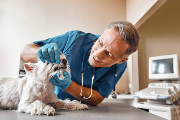  Prices Fork, VA Emergency Dentist Pros